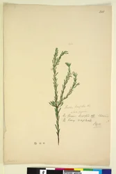 Page 202. Pimelia linifolia