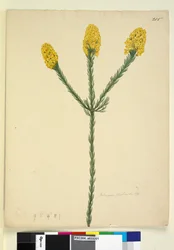 Page 215. Dillwynia floribunda