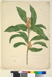 Page 22. Xylomelum pyriforme