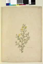 Page 231. Hibbertia sp