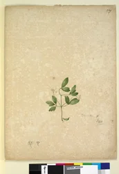 Page 239. Clematis