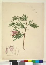 Page 23. Lambertia formosa