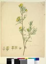 Page 244. Gompholobium