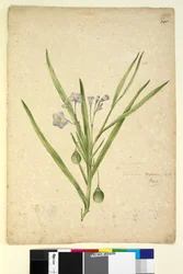 Page 245. Solanum vescum