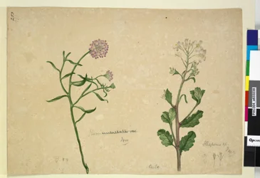 Page 253. Iberis umbellata; Hesperis sp.