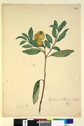 Page 264. Pomaderris elliptica