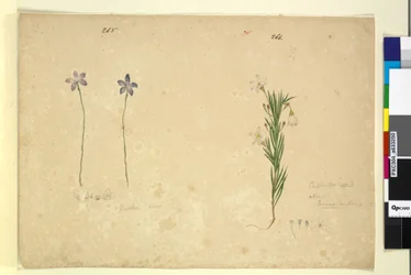Page 265. Glossodia minor; 266. Ricinocarpus
