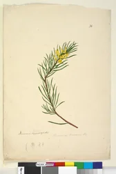 Page 26. Persoonia linearis
