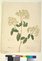 Page 41. Pomaderris lanigera