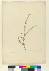 Page 4. Pimelea curviflora, c.1803-06