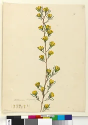 Page 71. Pultenaea linophylla