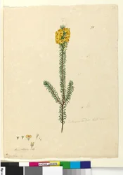 Page 73. Dillwynia rubis?, c.1803-06
