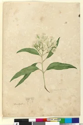 Page 84. Eucalyptus paniculata, c.1803-06