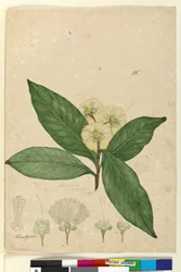 Page 85. Angophora intermedia
