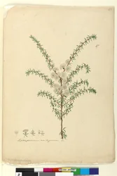 Page 87. Leptospermum ambiguum