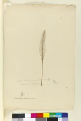 Page 8. Imperata arundinacea syn. Saccharum cylindricum, c.1803-06