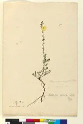 Page 93. Hibbertia stricta