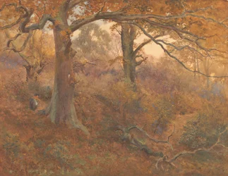 Paysage forestier