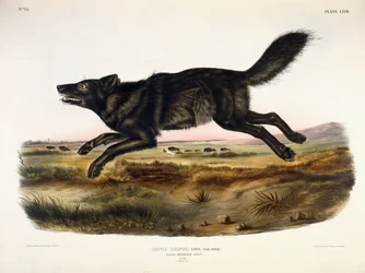 Loup américain noir, mâle, 1845