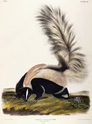 Mouffette à longue queue, 1846
