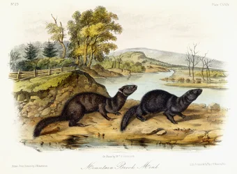 Vison de ruisseau de montagne, vers 1849-1854