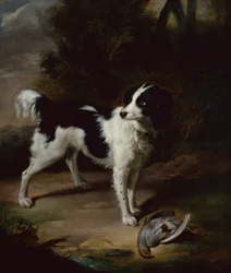Un springer spaniel noir et blanc avec une perdrix morte dans un paysage