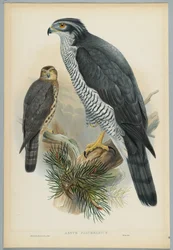 Astur Palumbarius - Autour des palombes, dessiné par J. Wolf, gravé par H. C. Richter