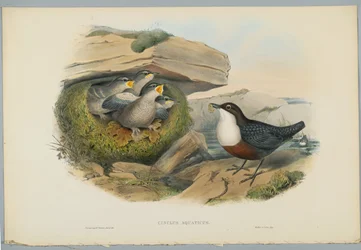 Cinclus Aquaticus - Cincle plongeur, gravé par H. C. Richter