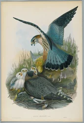 Falco Aesalon - Faucon émerillon, dessiné par J. Wolf, gravé par H. C. Richter