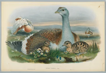 Otis Torda - Grande Outarde, dessinée par J. Wolf, gravée par H. C. Richter