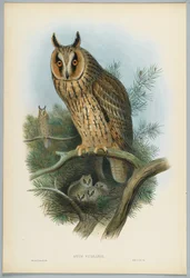 Otus Vulgaris - Hibou moyen-duc, dessiné par J. Wolf, gravé par H. C. Richter