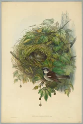 Passer Domesticus - Moineau domestique, gravé par H. C. Richter