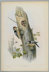 Picus Minor - Pic épeichette, gravé par H. C. Richter