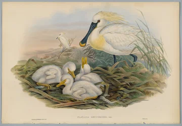 Platalea Leucorodia - Spatule et jeunes, gravée par H. C. Richter