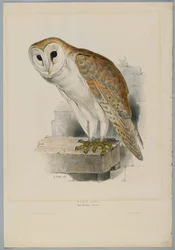 Strix Flammea - Chouette effraie