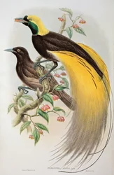 Oiseau de paradis : Paradisier grand-émeraude, Paradisaea apoda