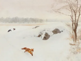 À la poursuite du renard roux en hiver