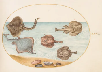 Poissons, c.1575-80
