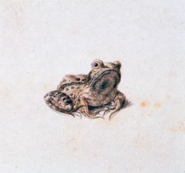 Grenouille verte, 16ème siècle