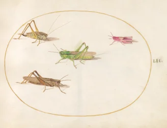 Insectes, vers 1575-80