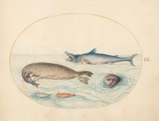 Créatures marines, c.1575-80
