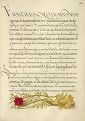Oeil de faisan et bouton d