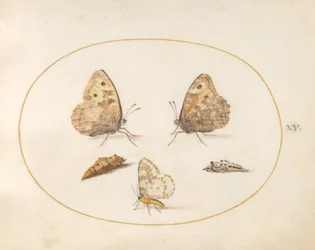Planche 15 : papillon satyridé, phalène pie et deux chrysalides
