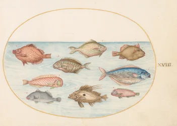 Planche 18 : Poisson Sanglier, Poisson Rasoir, Poisson Beurre, un Saint-Pierre et d