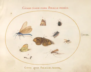 Planche 18 : Deux papillons et un papillon de nuit avec une libellule, deux fourmis et quatre autres insectes