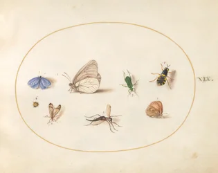 Planche 19 : Deux papillons avec cinq autres insectes