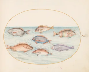 Planche 20 : Dorade, denté, sargue et autres poissons