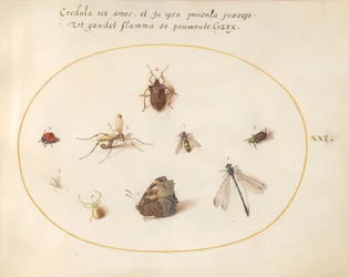 Planche 21 : Un papillon avec une libellule, une coccinelle et cinq autres insectes