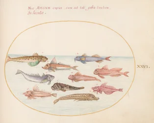Planche 26 : Grondins, dragonets et autres poissons