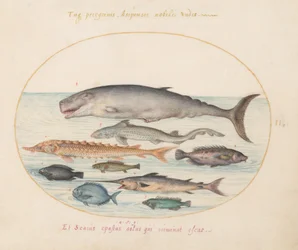 Planche 2 : Cachalot, esturgeon, requin et autres poissons